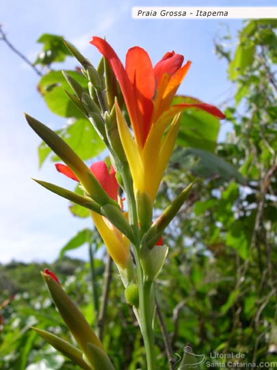 Natureza preservada da praia grossa em itapema.